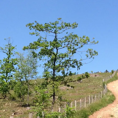 Mont-des-pins 3* 더뷔